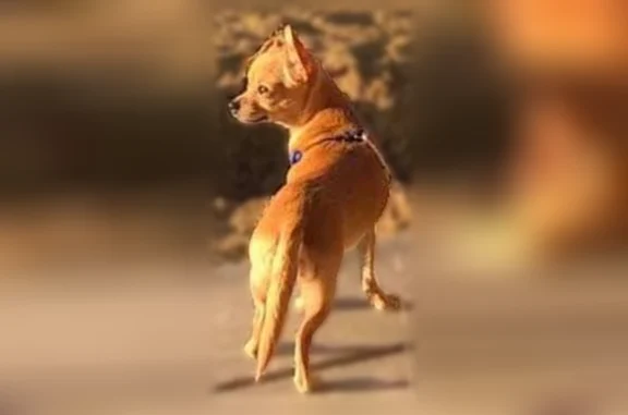 Missing dog Fort Myers, photo: Lost dog, CO-66 & Weld County Rd 5, Colorado 80504, Fort Myers - female chihuahua