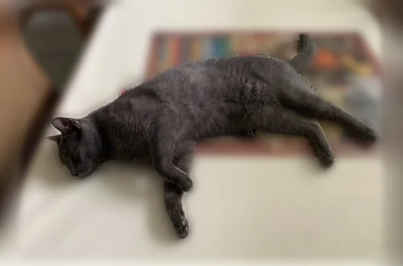 Lost cat, Grand Avenue, Glenolden - male Russian Blue with green eyes - photo