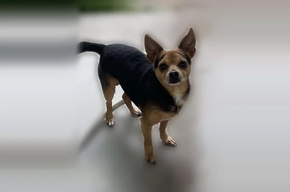 Found dog, Dallas Street, Fort...