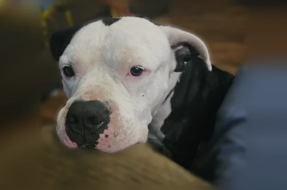 Lost dog, Miranda Road, 112, Louisville - black and white, older - photo