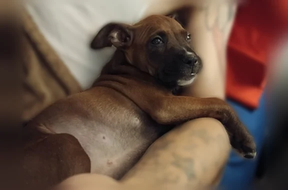 Lost dog, Miranda Road, 112, Cadiz, Louisville - female boxer - photo