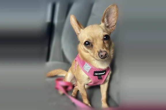 Lost dog, Rutlege Trail, Mebane - brown female named Canela - photo