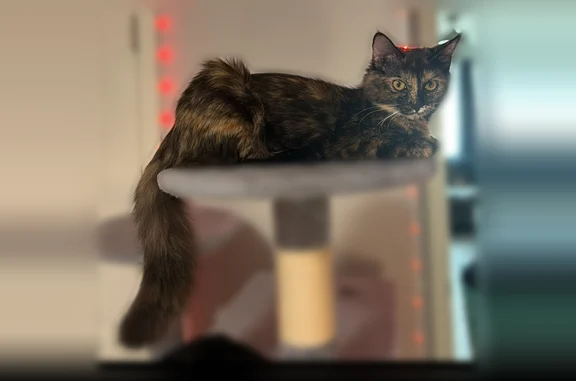 Lost cat, Shafer Drive, Murfreesboro - female tortoiseshell - photo