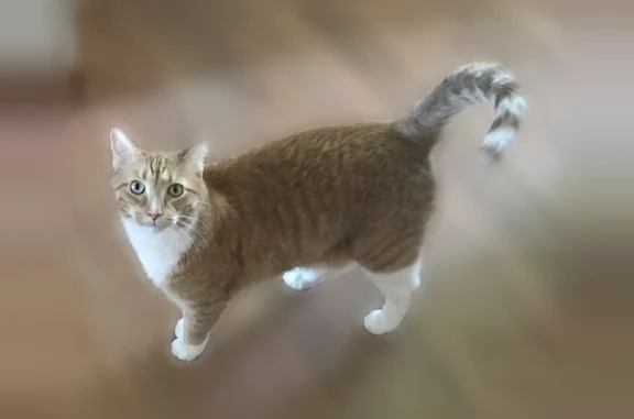 Missing cat Arlington, photo: Missing cat Male, Arlington (usl535709)