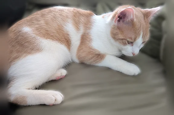 Missing cat Chicago, photo: Lost male cat, Parris Bridge Road, 126, Boiling Springs - small and skinny, white with tan spots