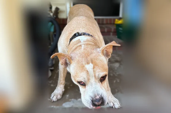 Found dog Gainesville, photo: Found male dog, Northeast 63rd Street, 2860, Ocala - cream color with Star Wars collar