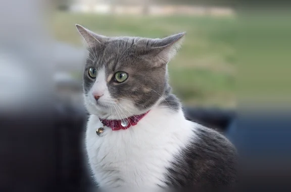 Lost cat, Paxson Road, Purcellville - female shorthair with pink collar - photo