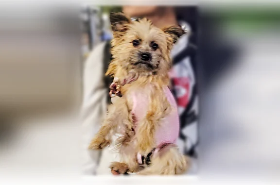 Missing dog Spokane, photo: Lost dog, West Pacific Avenue, Spokane - female with dark brown ears