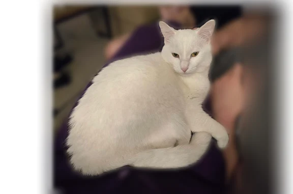Lost female cat, Hillview Drive, Glen Burnie - solid white coat with yellow eyes - photo