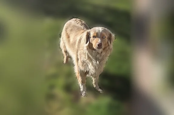 Found dog, Joshua Road, Oak Hi...