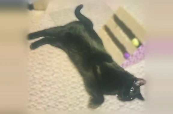 Lost cat, Natchez Street, 411, Pittsburgh - shiny black, long-haired male - photo