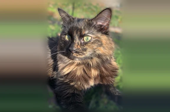 Missing cat Winston-Salem, photo: Lost cat, West Banner Avenue, Winston-Salem - female domestic longhair