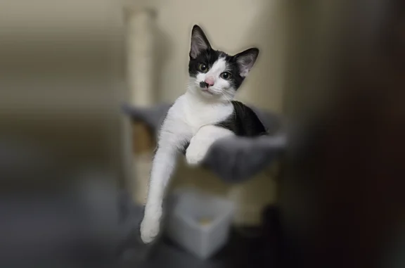 Lost cat, Locust Court, Briarwood - black with white chest and paws - photo