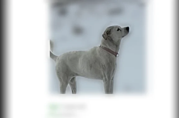 Lost dog, Midkiff, Garden City - Dixie with brown spots - photo