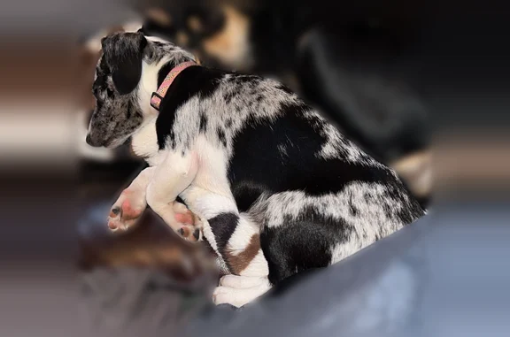 Lost dog, County Road 3657, Springtown - black and white dapple - photo