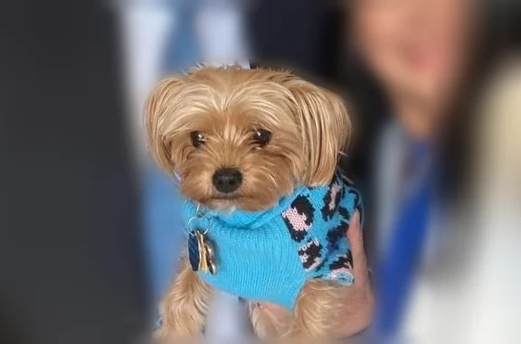 Lost and found pets Chandler, photo: Lost dog, East Wildhorse Drive, Chandler - female Yorkshire