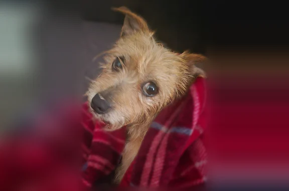 Found dog, Savannah, Georgia -...