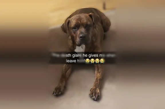 Lost dog, Mesa, Phoenix - Brindle Pitbull Rottweiler mix - photo