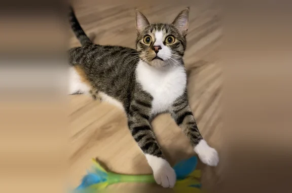 Lost and found pets Champlin, photo: Lost male cat, East River Parkway, Champlin - brown, grey and white tabby