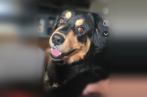 Lost dog, Wood Cove Drive, 110, Coventry Lake - female with pink collar - photo