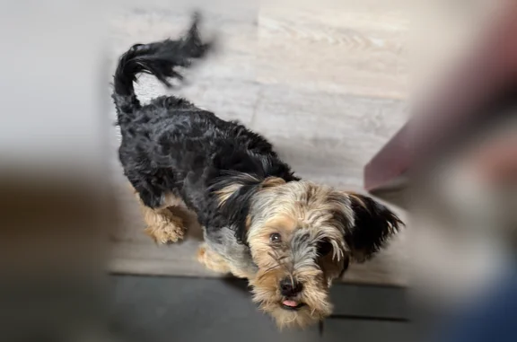 Lost dog, Fort Collins, Colorado - small and very friendly - photo