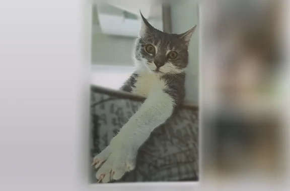 Lost male cat, Tuttle Road, 343, Rural Hall - gray and white with brown almond-shaped eyes - photo