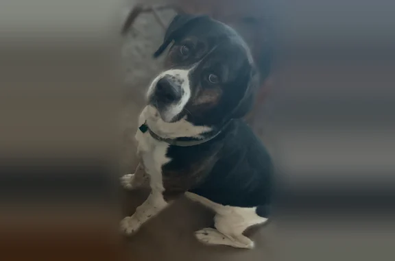 Missing dog Male, Arlington (usl535753) - photo