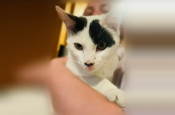 Found cat, Windermere Avenue,...