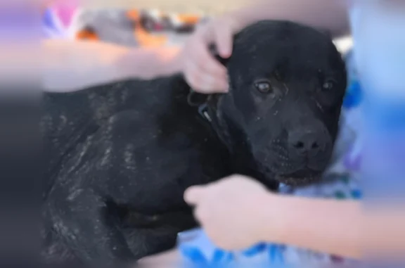 Lost dog, U.S. 23, 4281, Alpena - black with brown brindle - photo