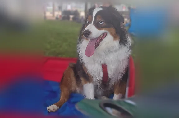 Missing dog Lansing, photo: Lost female dog, Sparrow Avenue, Lansing - tri color with blue eyes