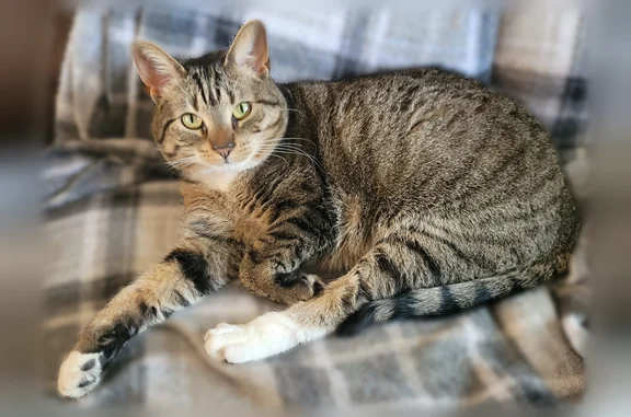 Lost cat, University Place, Waldorf - grey/white DSH Tabby - photo