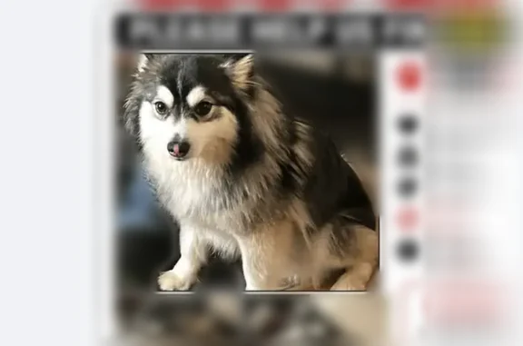 Lost dog, Pittsburgh, Pennsylvania - black and white, friendly female - photo