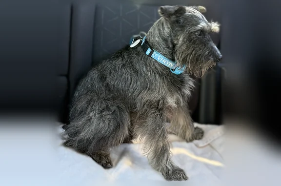 Lost dog, Hobbie Brook Cove, Montgomery - elderly male miniature schnauzer - photo
