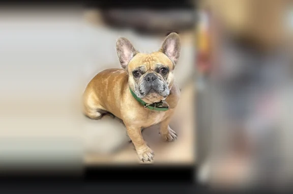 Lost dog, Twin Brooks Drive Southeast, 1764, Marietta - male with green collar - photo