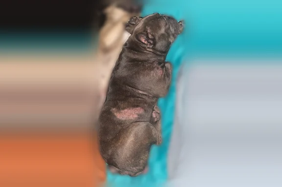 Lost female dog, West Park Place, Oklahoma City - prolapse and allergic - photo