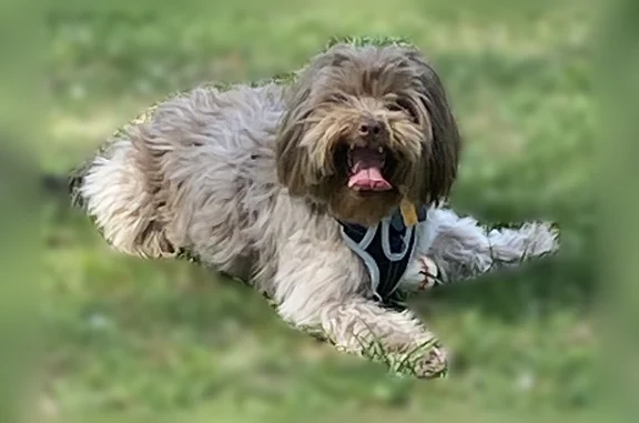 Missing dog Media, photo: Lost dog, Media, Pennsylvania - brown and tan with a dark green collar