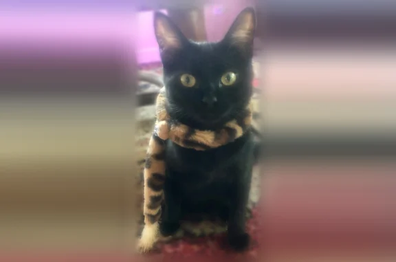 Lost cat, Ashland Mine Road, Ashland - small black kitty - photo