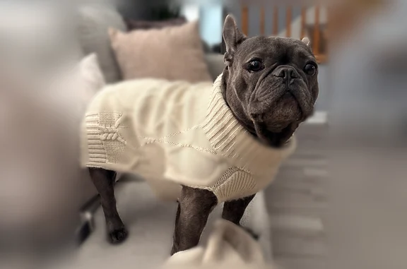 Lost dog, Bismark Street, Providence - male with a mole in his eye - photo