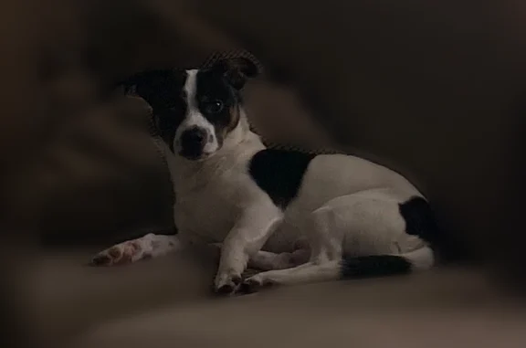 Lost dog, Macarthur Park Lane, Oklahoma City - shy, white with black and brown spots - photo