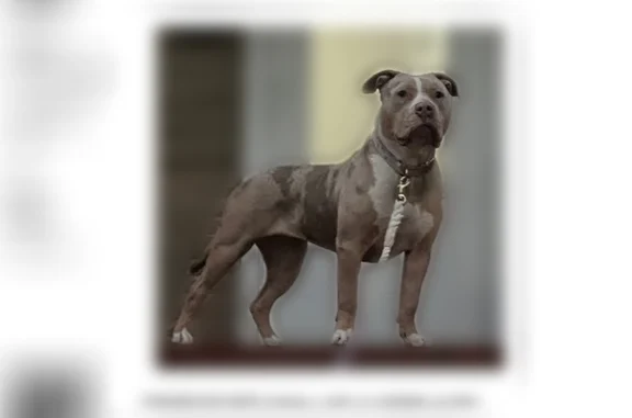 Lost dog, West 29th Place, Cicero - female, hyper and loves to jump - photo