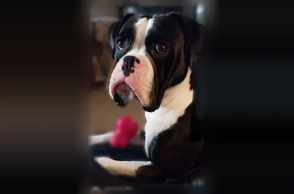 Lost dog, I 40, 6088, Nashville - male with Illinois-shaped mark - photo