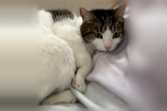 Lost cat, Glen Meadow Drive, Sparks - female with pink glittery collar - photo