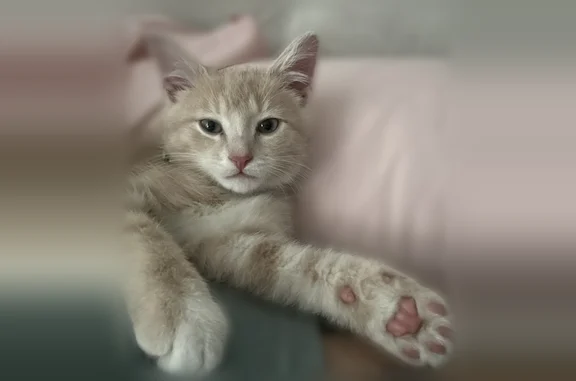 Lost cat, Ogden Avenue, Downers Grove - young and friendly - photo