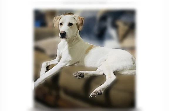 Lost dog, Timberjack Lane, Jacksonville - male lab mix - photo