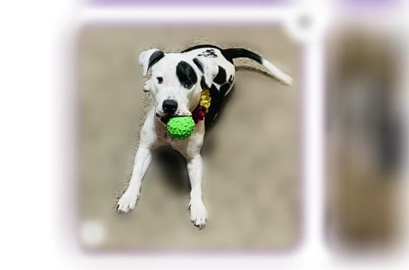 Missing dog Female, Jacksonville (usl535781) - photo