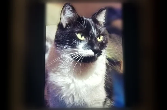 Lost cat, Claymoor Court, Chesterfield - black and white tuxedo - photo