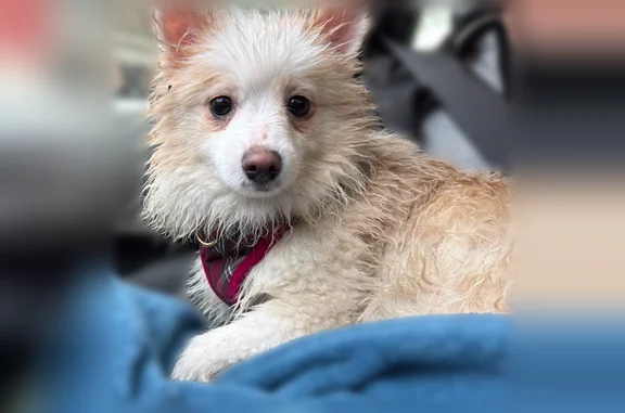 Found dog, 4th Avenue, Brookly...