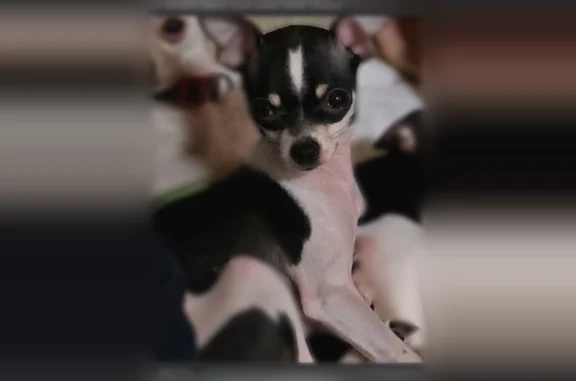 Lost dog, Solenberger Way, Eagle Point - female Chihuahua - photo