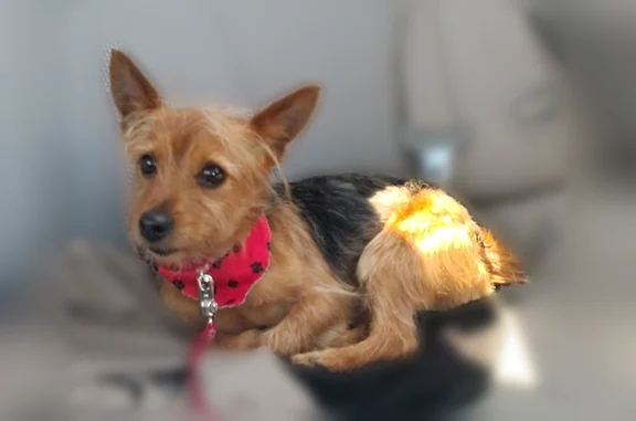 Missing dog Male, Grand Rapids (usl535790) - photo