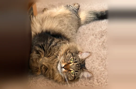 Lost cat, 11 Mile Road, Battle Creek - female with green eyes - photo